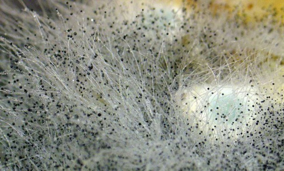 Гипомицес золотистоспоровый