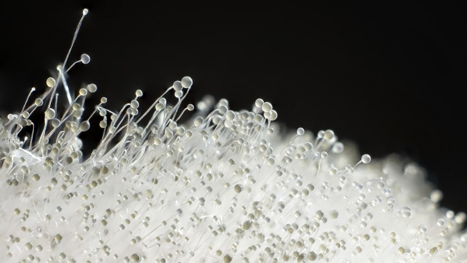 Ulocladium плесень