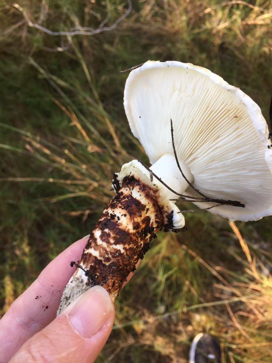 Гриб Tricholoma Matsutake