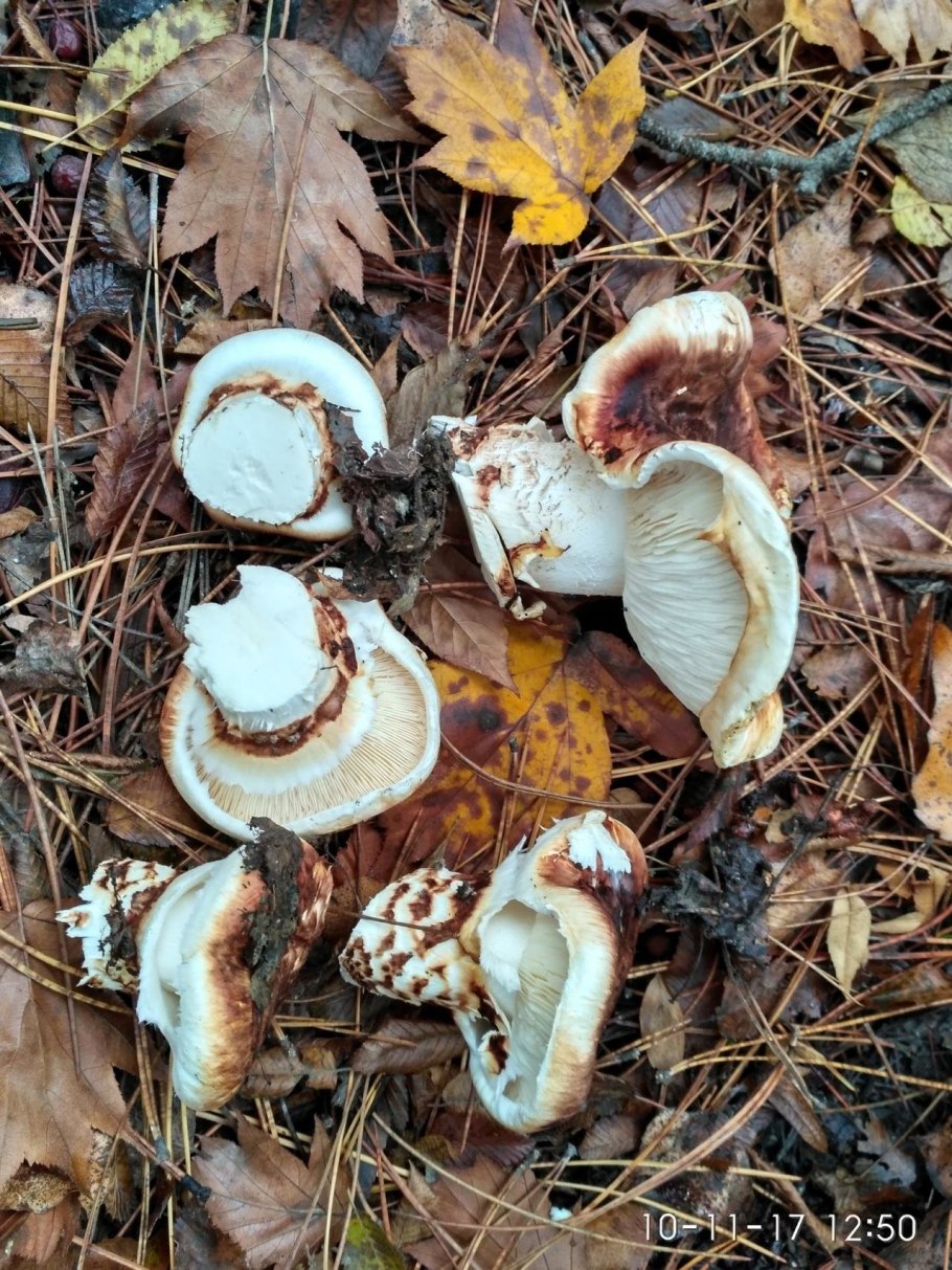 Грибы рядовки мацутакэ