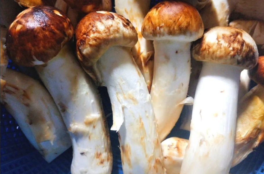 Рядовка обутая мацутакэ