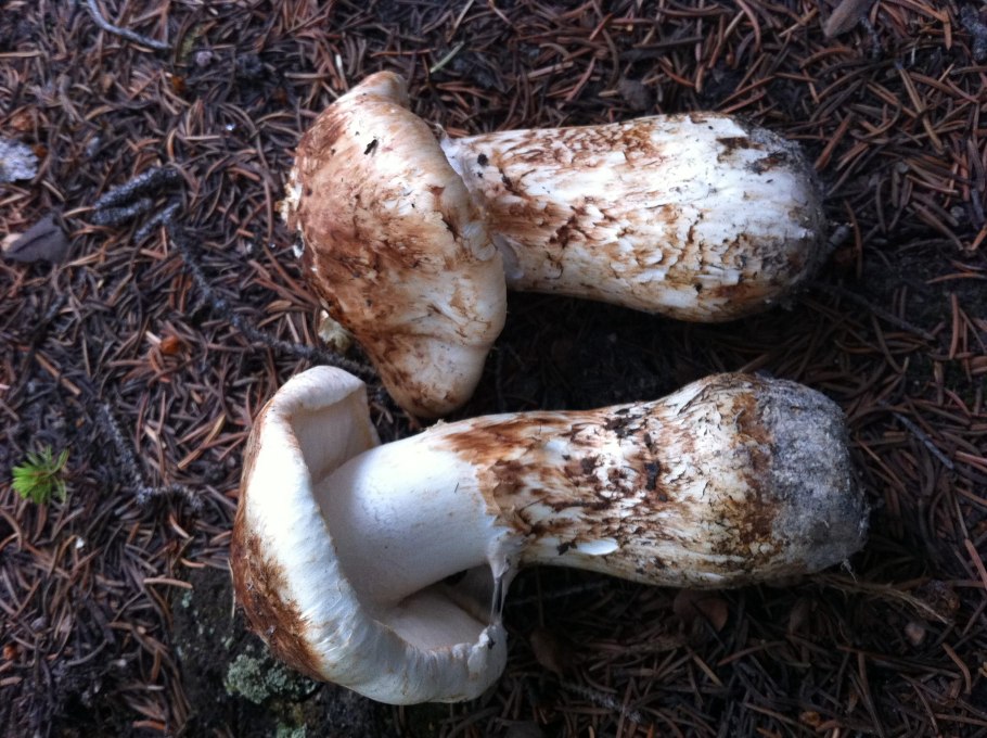 Мацутакэ (Tricholoma Matsutake)