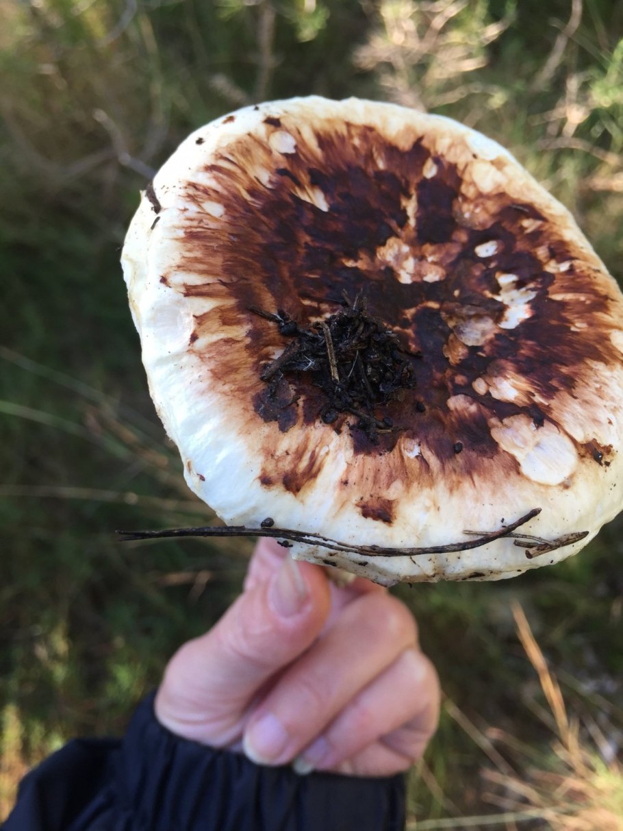 Гриб мацутаки рядовка обутая