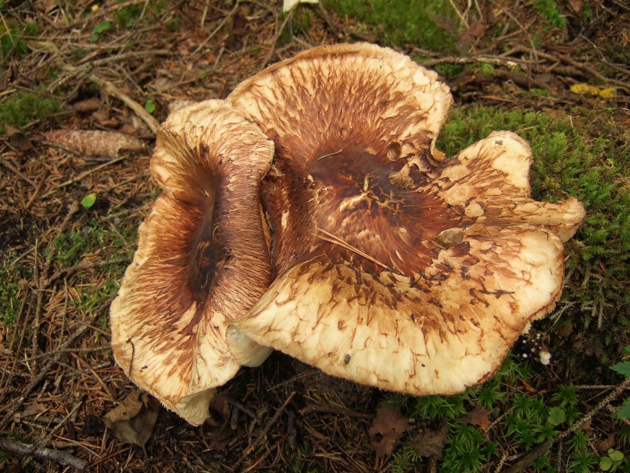 Гриб Tricholoma Matsutake