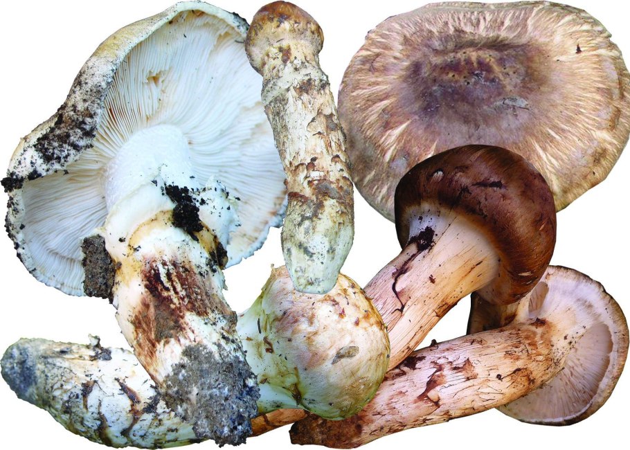 Tricholoma Matsutake