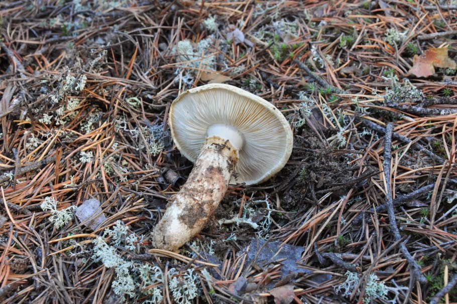 Гриб Tricholoma nauseosum