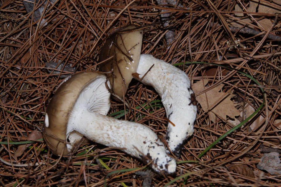 Рядовка бело коричневая в соснах