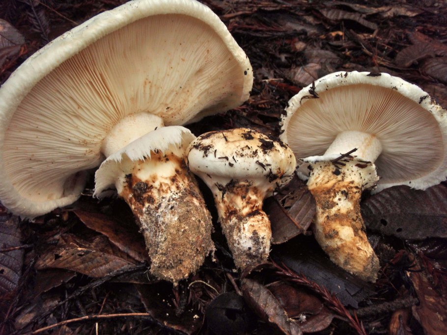 Tricholoma Matsutake