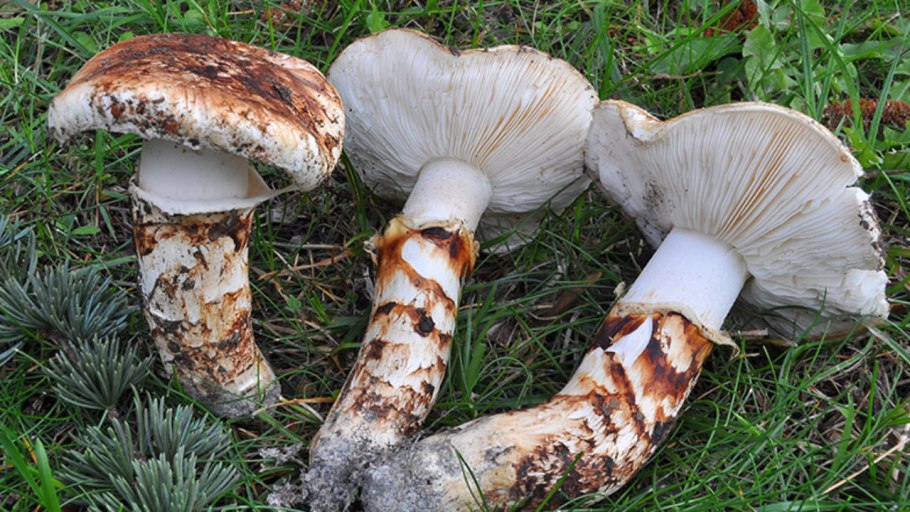 Гриб Tricholoma Matsutake