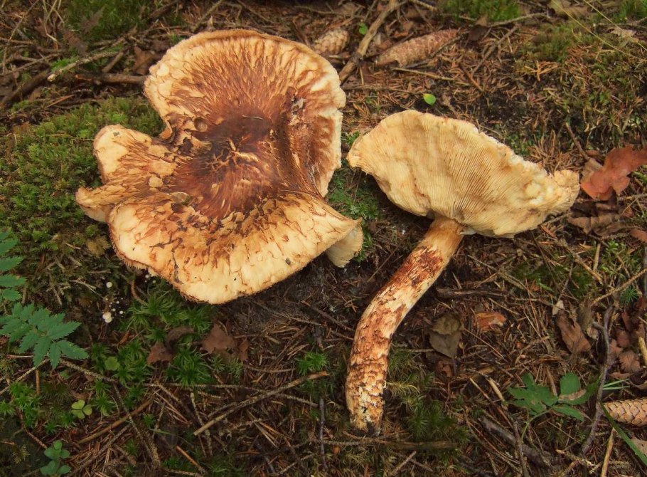 Гриб Tricholoma nauseosum