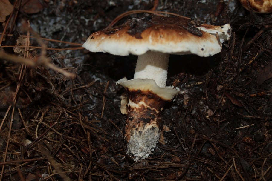 Гриб рядовка мацутакэ