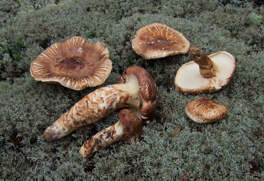 Рядовка обутая (Tricholoma caligatum).