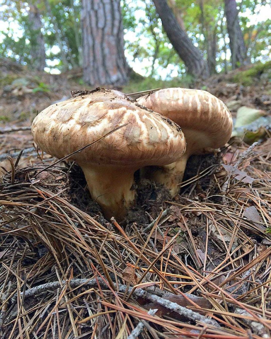 Гриб Tricholoma Matsutake