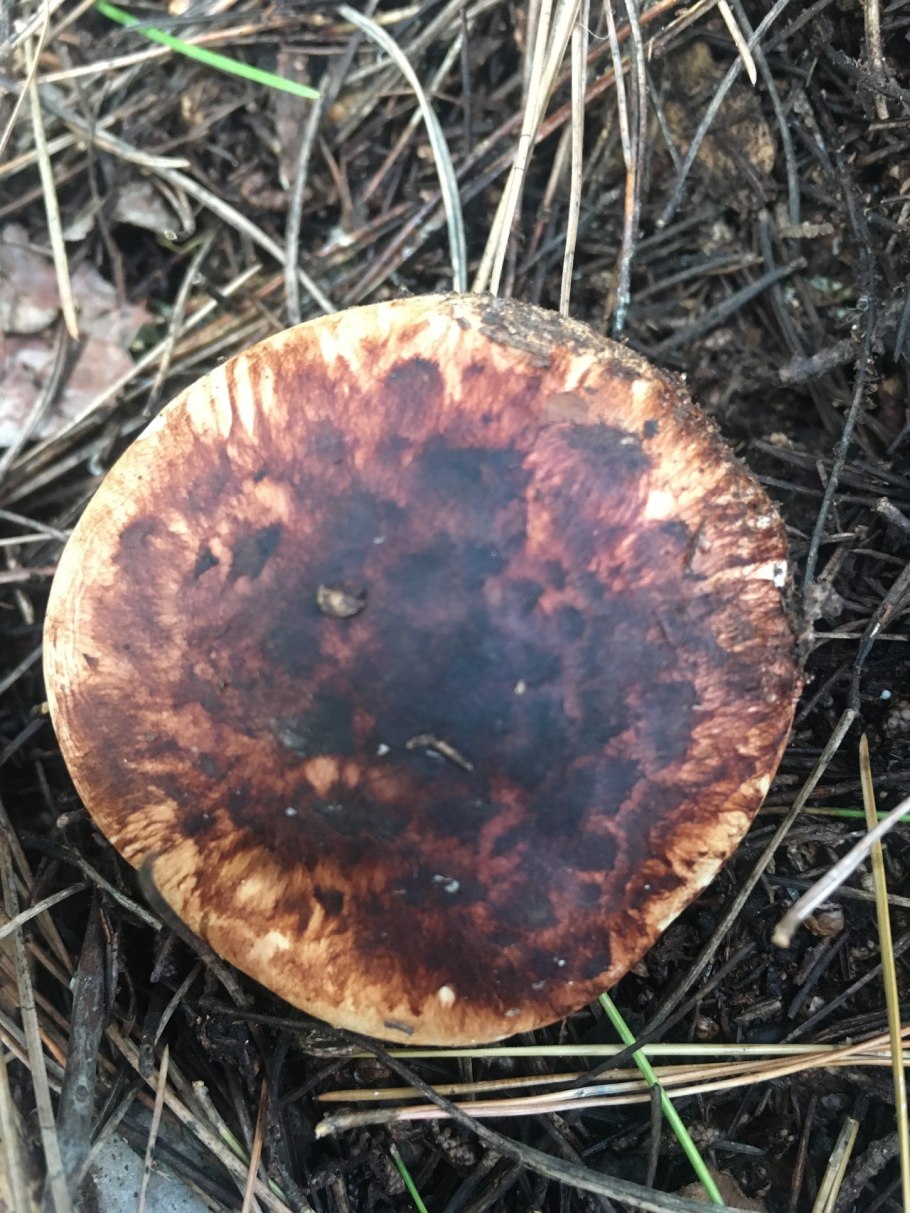 Рядовка обутая (Tricholoma caligatum).