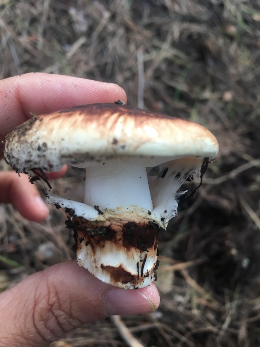 Tricholoma caligatum
