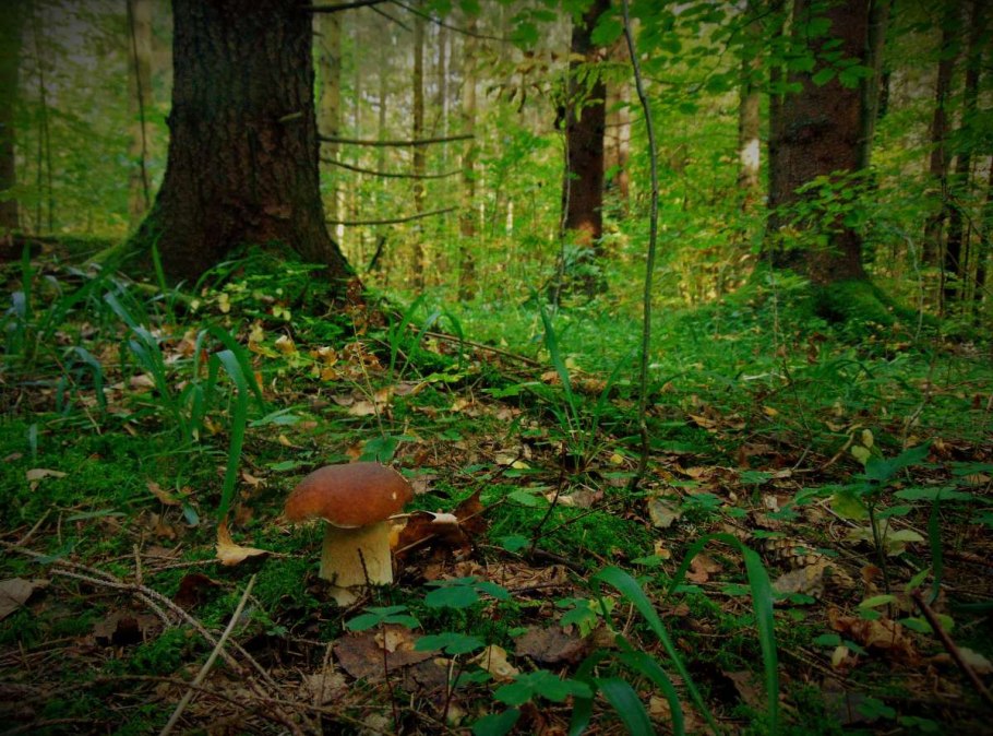 Грибы в лиственном лесу