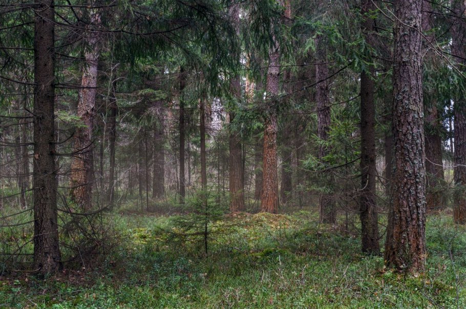 Пень мох грибы