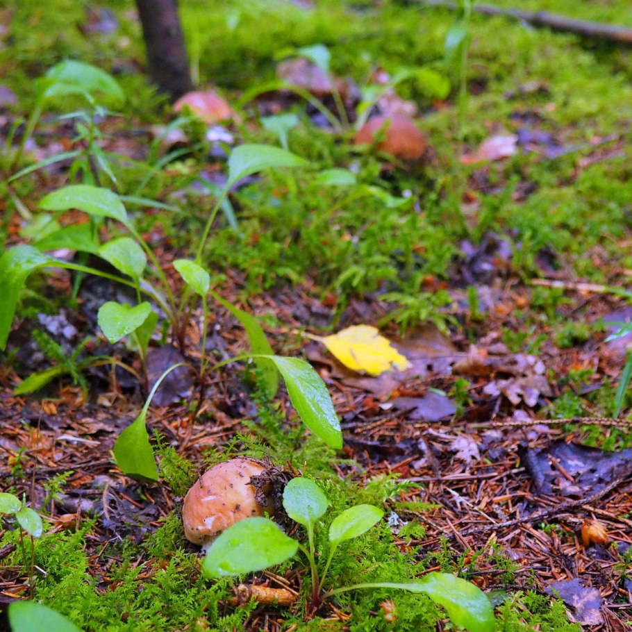 Обои на ноутбук лес