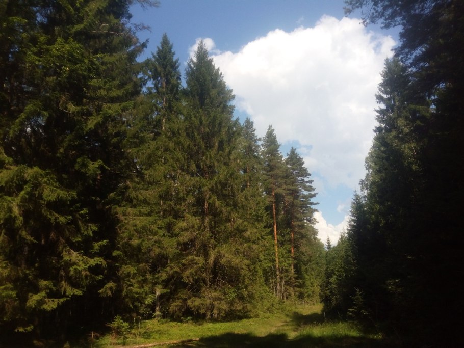 Хвойный лес черно белый