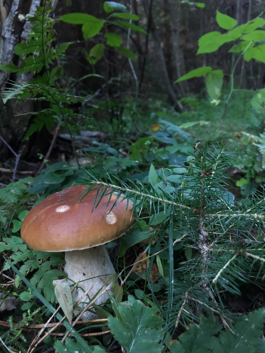 Гриб белый еловик