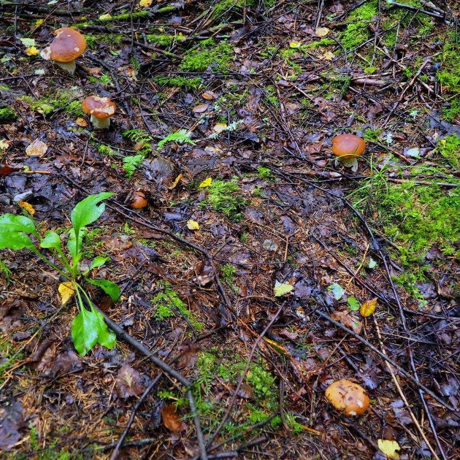 Ели в снегу фото