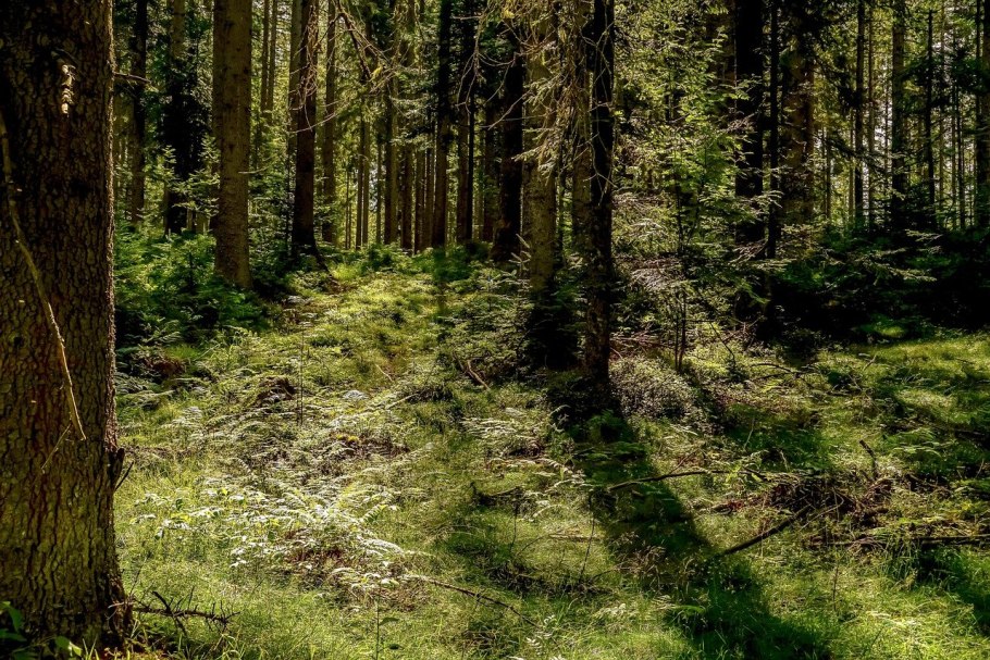 Грибы хвойного леса