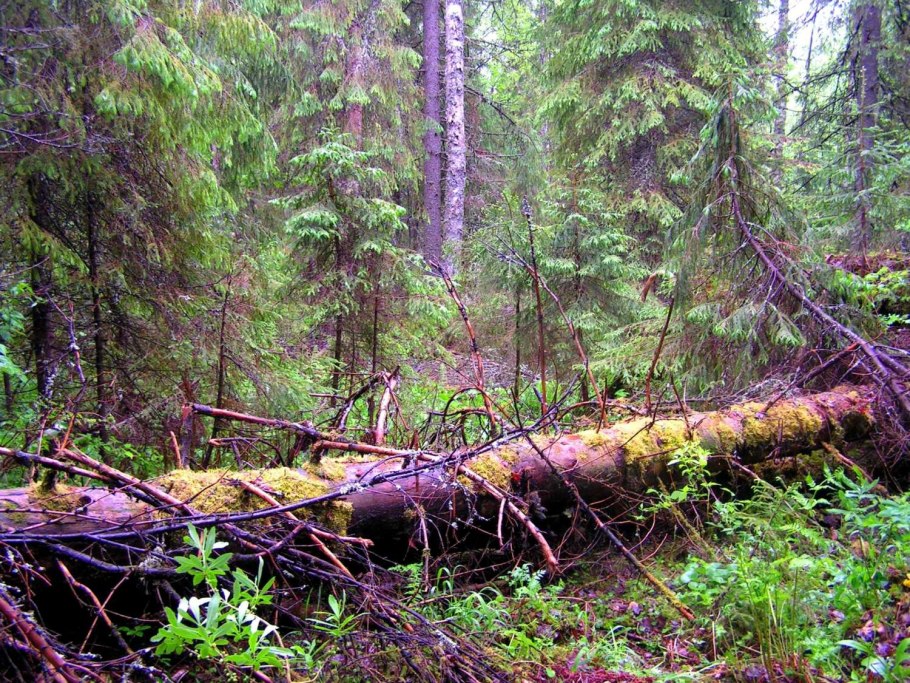 Сложные Ельники