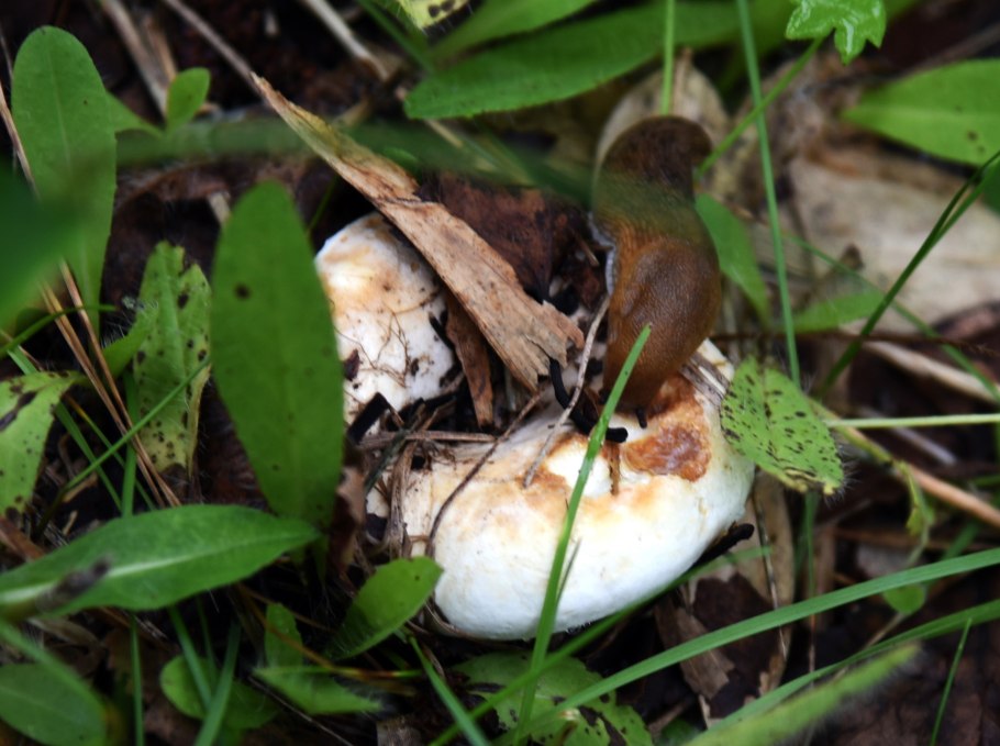 Груздь Сахалинский