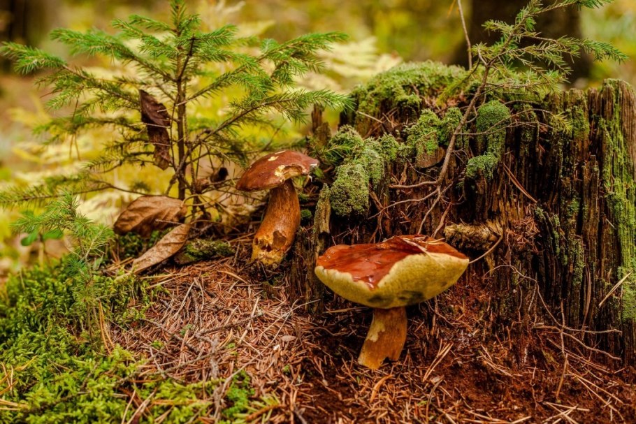 Широколиственный лес грибы