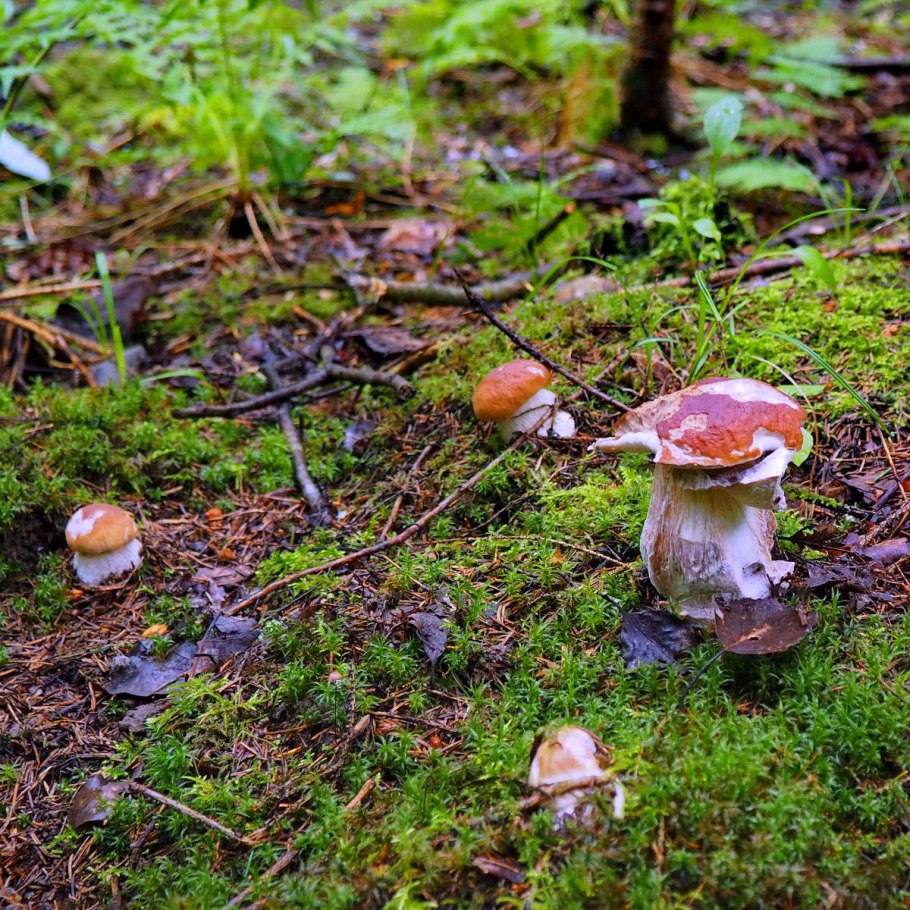 Съедобные грибы Можайска