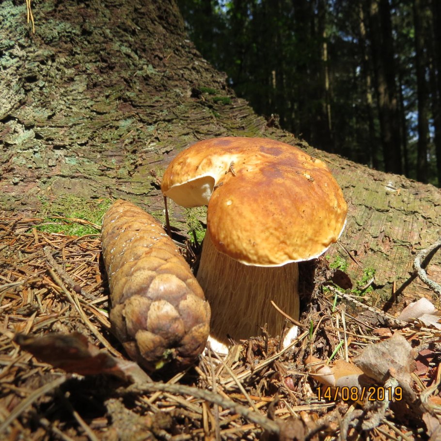 Грибы белый гриб