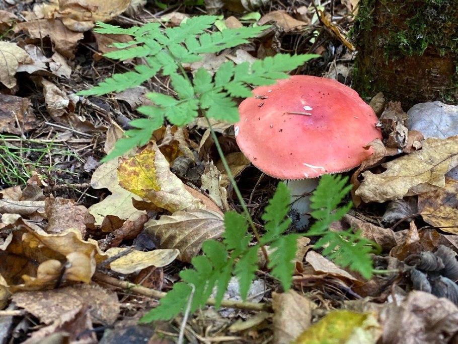 Сыроежка Гороховик