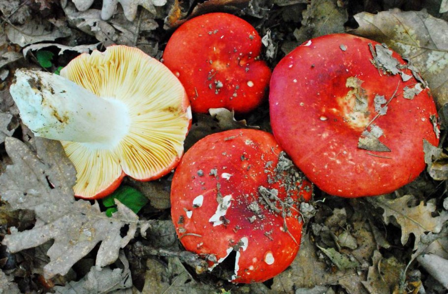 Сыроежка ломкая гриб