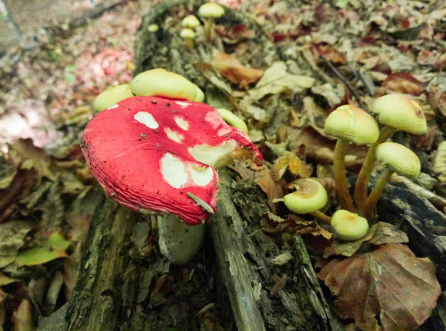 Грибы сыроежки опята