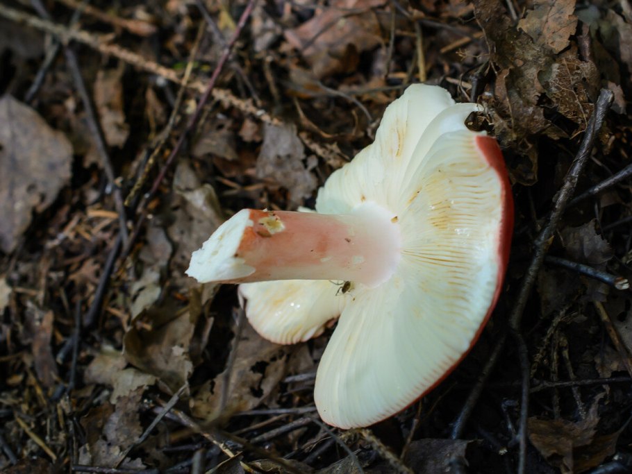 Сыроежка кроваво-красная (Russula sanguinea)
