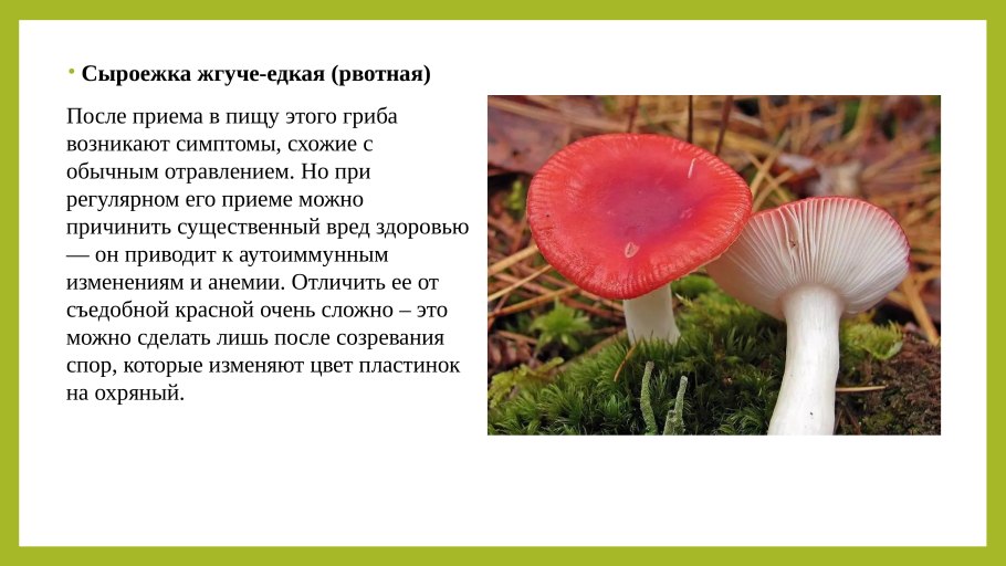 Сыроежка сардониксовая Russula Sardonia