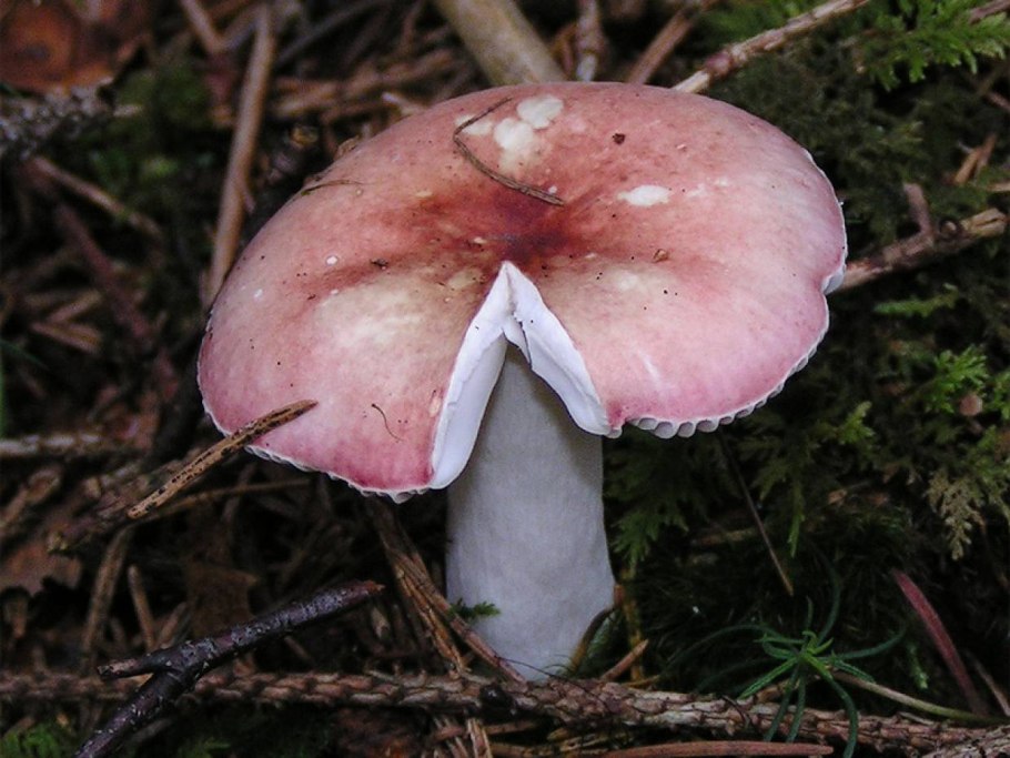 Сыроежка Болотная Russula paludosa