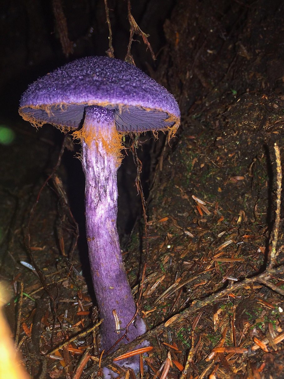 Грибы Purple Mushroom