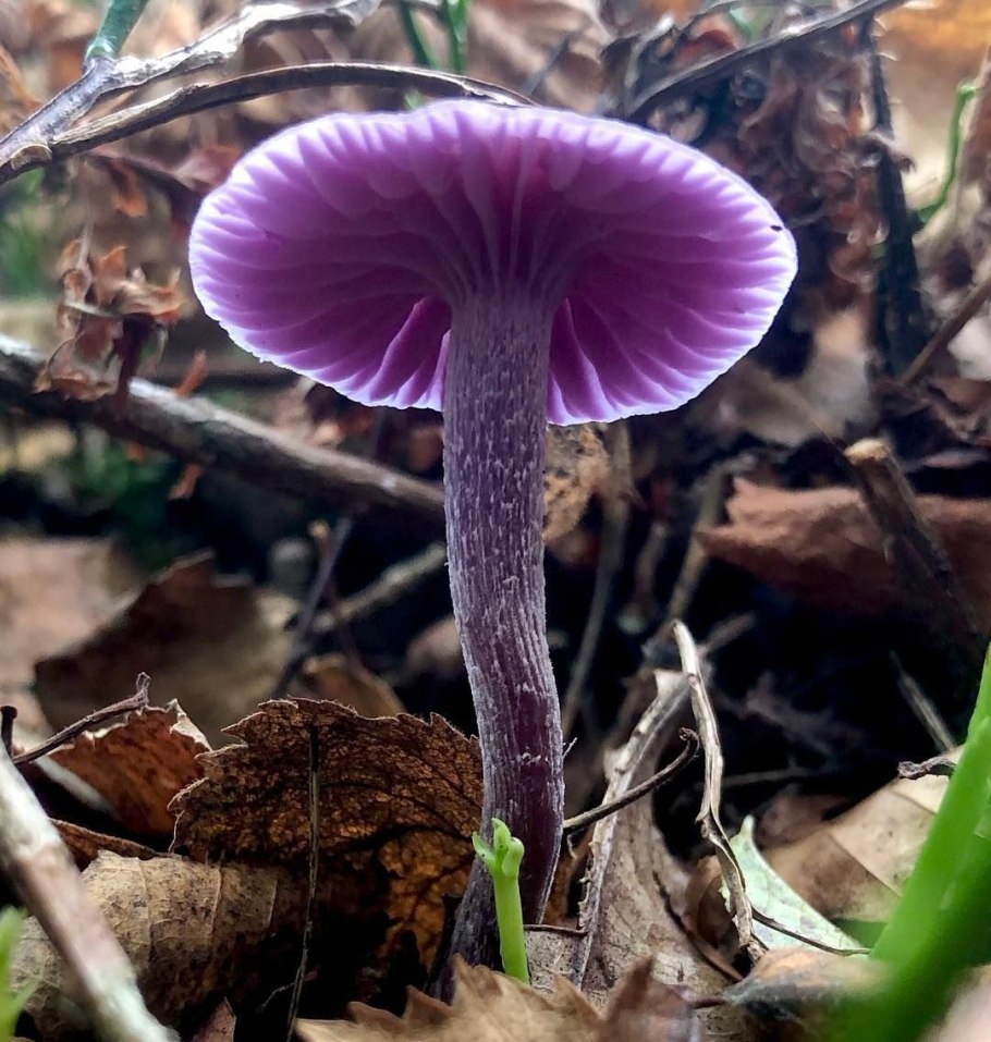 Лаковица Аметистовая / Amethyst Deceiver