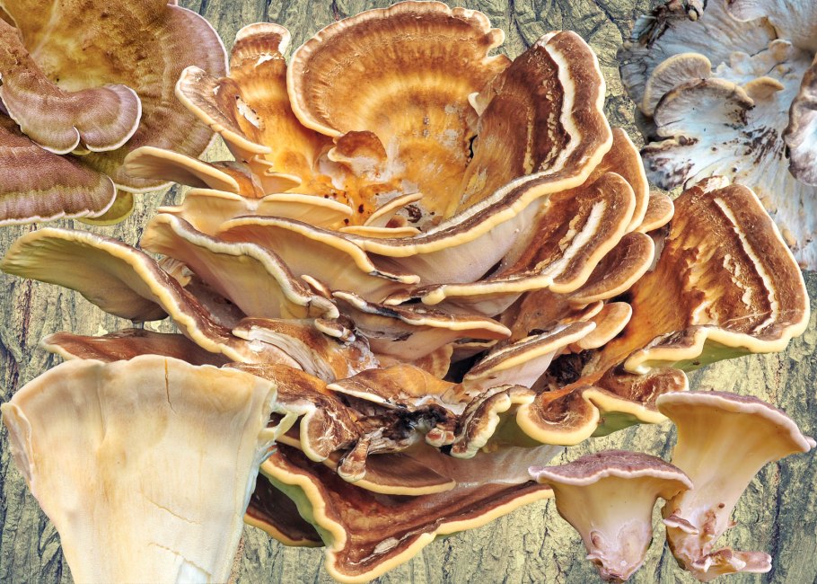 Трутовик волосистый