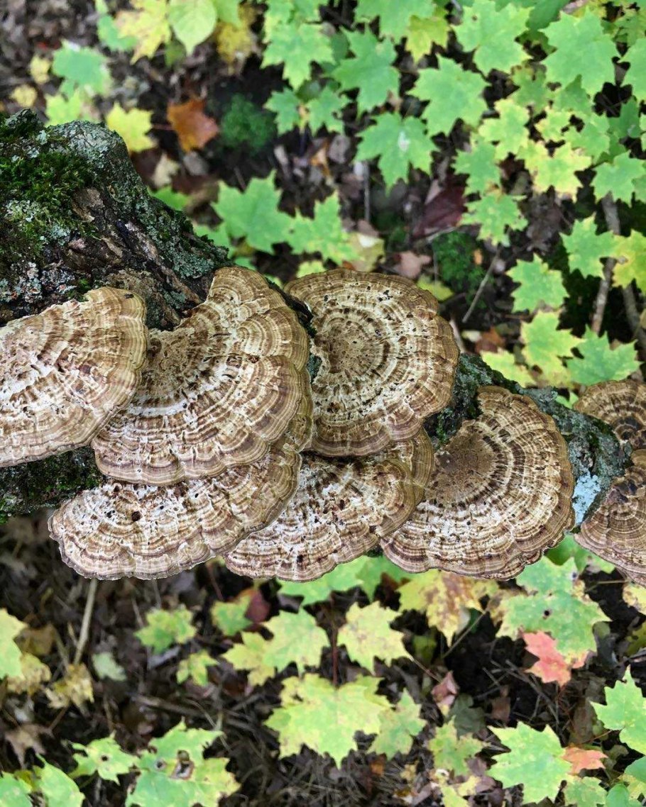 Трутовик смолистый