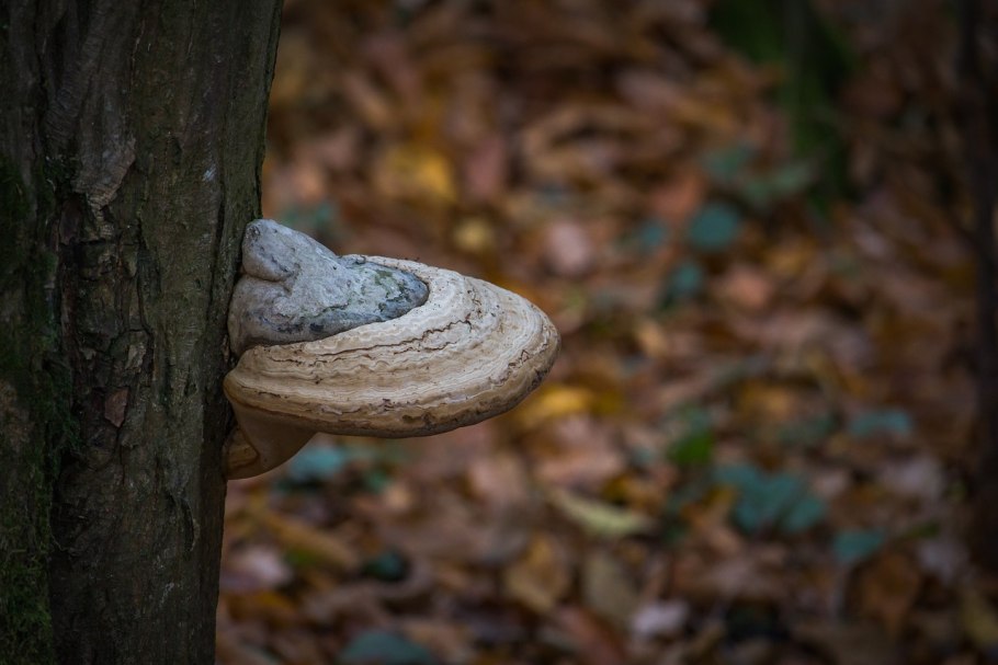 Трутовик коралловый