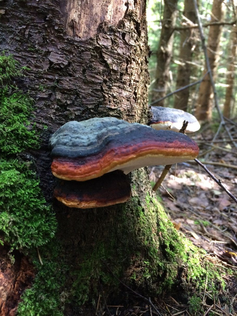 Гриб трутовик