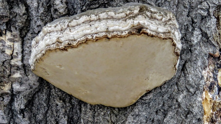 Трутовик серно-желтый Laetiporus sulphureus