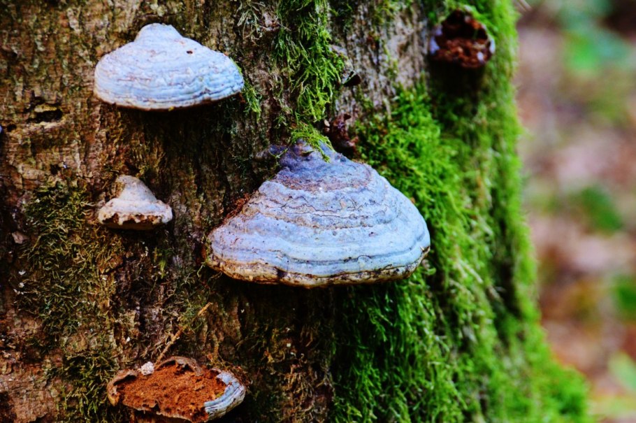 Древесный гриб трутовик