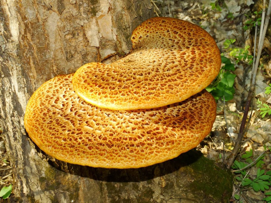 Гриб трутовик съедобный