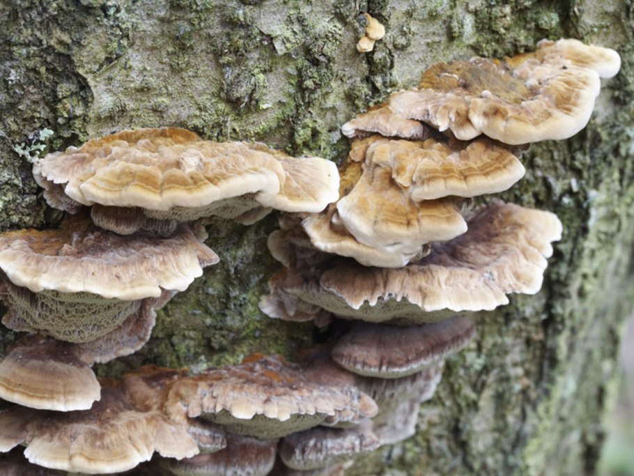 Гриб трутовик трутовик