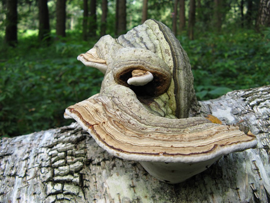 Трутовик обыкновенный fomes fomentarius