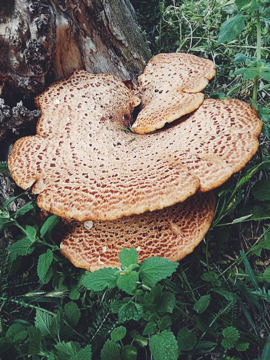 Fomitopsis pinicola - трутовик Сосновый