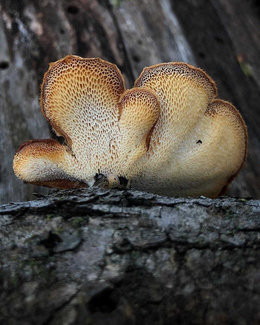 Трутовик уховидный